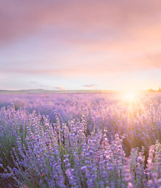 Wellness Image